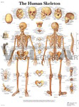 Human Skeleton - Anatomical Chart